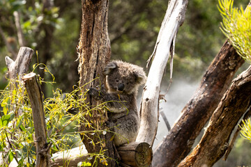 A Baby Koala (phascolarctos cinereus) - known as a Joey.	
