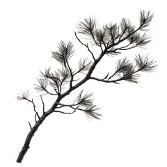 Pine Branch Isolated Image