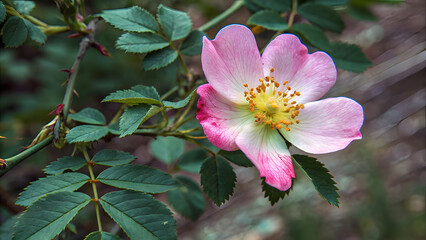 Obraz premium Close-Up Wild Rose Background with Glitch Effect. Perfect for: Cyberpunk themes, tech branding, digital art