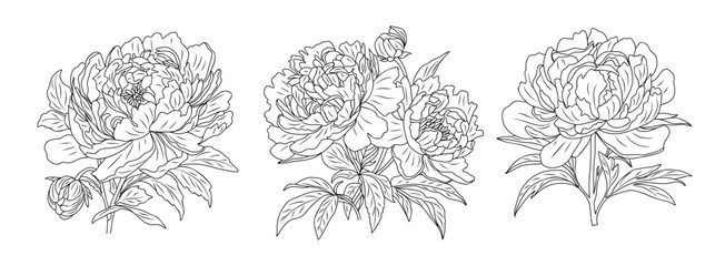 Set of Peonies line art drawings. November birth month flower. Hand drawn monochrome black ink outline vector illustration isolated on white background. Minimalist design for tattoo, logo, jewelry. © Creative_Juice_Art