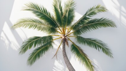 Coconut Palm Tree from Above, white background, alpha.