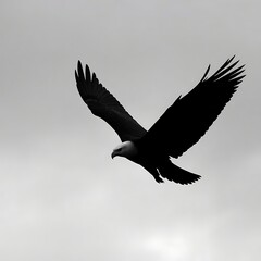 Fototapeta premium Majestic Eagle Silhouette Soaring Against Moody Overcast Sky in Bold Black and Gray Tones