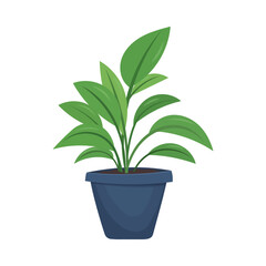 House plants in pots. Element for design house, room or office. Isolated element on white background.