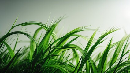 Naklejka premium Image featuring lush green grass against a light backdrop.