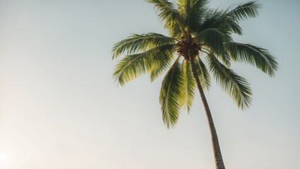 Coconut tree against a light background.