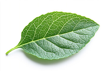 a single green leaf isolated on a white background,