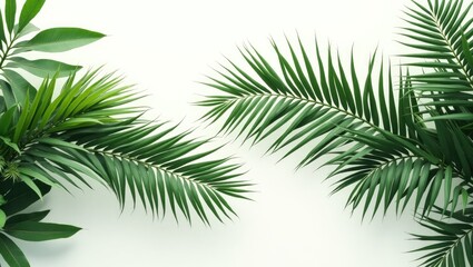 Obraz premium overhead view of a palm leaf arrangement and lush tropical foliage set against a white background