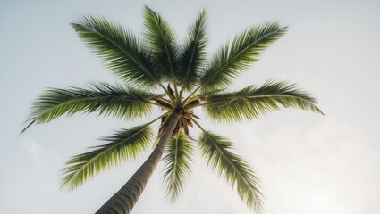 Coconut Palm Tree from Above (Young Adolescent), against a white background, with alpha channel.