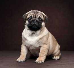 Cute little pug puppy on brown background