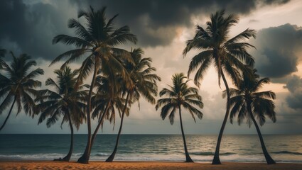 Stunning palm trees along the coast captured in the African country of Gambia.