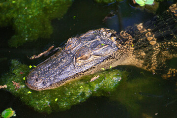 Young American Alligator head above water.