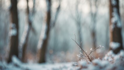 Hazy snowy forest scene featuring trees blanketed in white.