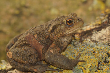 Camouflaged amphibian: A brown Common European toad , Bufo bufo, rests on a mossy branch