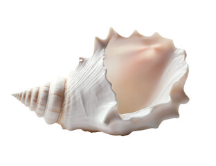 Pearl-colored seashell, transparent background PNG format, perfect for natural design and decoration use, fresh style, beautifully presented.
