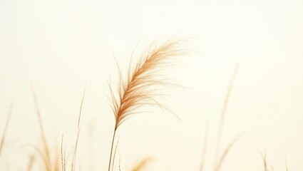 Obraz premium Nassella tenuissima, often referred to as feather or needle grass, against a white background.
