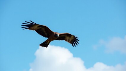 black kite soaring gracefully against a blue sky, wings spread wide