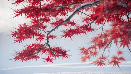 Isolated red foliage of a Japanese maple tree against a white backdrop.