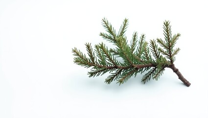 Fototapeta premium isolated pine tree branch on a plain white background devoid of shadows
