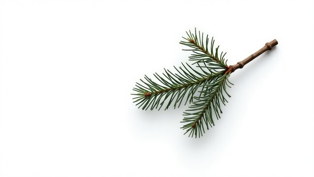 isolated pine tree branch against a plain white background without any shadows