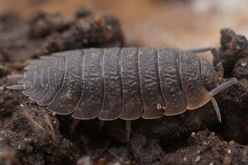 Close-up of a pill bug ( rough woodlouse ) showing segmented body, antennae, and legs, crawling on dark soil in its natural habitat.