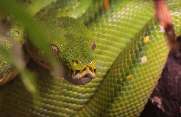 close up of a green tree python © Klimczak-Krajewska