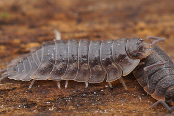 Close-up of an isopod Oniscus asellus woodlouse shows its segmented body and legs against a textured brown background