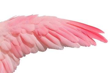 pink wing isolated on transparent background, bright color, cutout png