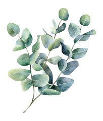 PNG Eucalyptus leaves leaf watercolor design.