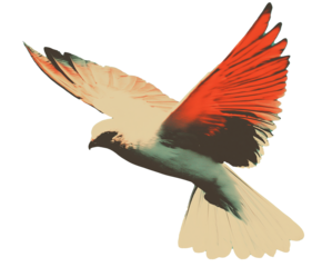 flying bird isolated on transparent background, vintage collage art cutout png