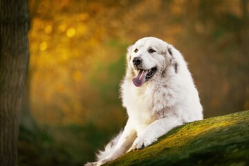 Obraz premium The Pyrenean Mountain Dog, at first glance, inspires respect, but once you get to know him, you will discover what a gentle and cuddly dog he is.