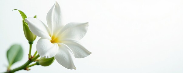 Fototapeta premium Fresh jasmine blossom isolated on pure white backdrop, fragility, plant, elegance