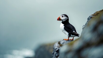 Fototapeta premium puffin coastal bird cliffs northern scotland europe