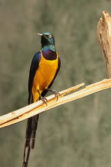 The golden-breasted starling