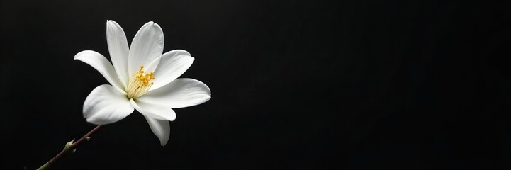 Fototapeta premium Minimalist composition of single white blossom set on black background, macro, flora, elegant