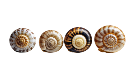 Collection of seashells and fossilized ammonites with intricate spiral patterns, detailed textures, and natural geometry, isolated on a white background