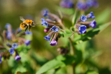 Bright bee pollinating vibrant purple flowers in a sunny garden on a warm spring day