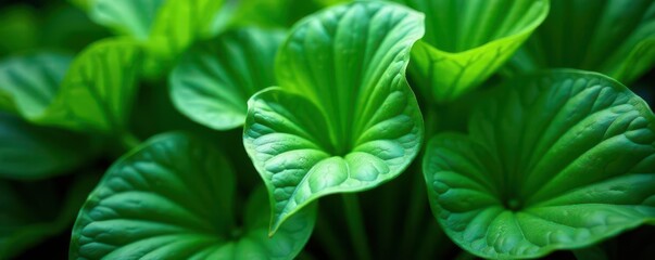 Striking hosta leaves, multiple shades of green , shade, plant