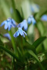 Fototapeta premium Delicate blue flowers bloom in a lush green setting during springtime in a beautiful garden