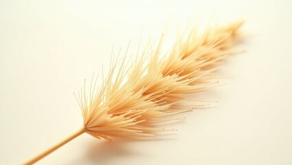 pampas grass displayed on a white surface flatlay.