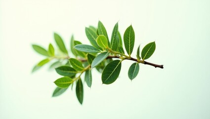 Leaves from the tea tree (Melaleuca) are utilized for extracting essential oils. Facing upwards, set against a white backdrop, with isolation.