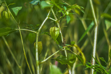 Physalis angulata or cecendet tree with blur background