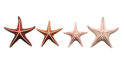 starfish isolated on white