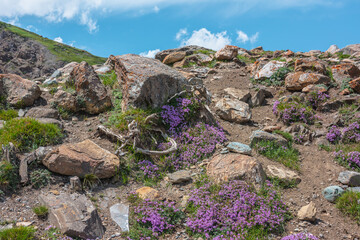 Beautiful pink thyme wildflowers group among stones and roots. Vivid pink thymus flowers bloom on rocks in sunny day. Colorful lush flowering area in high mountains. Rich alpine flora on stony hill.