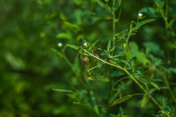 Physalis angulata or cecendet tree with blur background