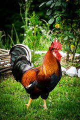 rooster in the farm