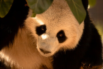 Obraz premium Ailuropoda melanoleuca, animal, bear, bear panda, black and white, charming, China, cute, endangered, fluffy, fun, fun animals, giant, giant panda, mammal, nature, panda, wild, wild animal, zoo