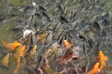 small fish in the water