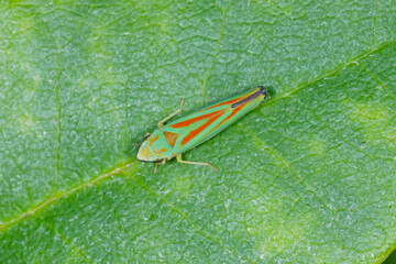 Rhododendronzikade,  Graphocephala fennahi