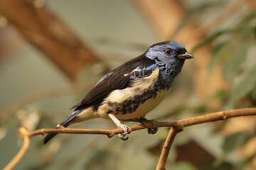 The turquoise tanager (Tangara mexicana)