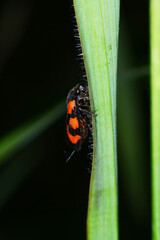 Gemeine Blutzikade, Cercopis vulnerata